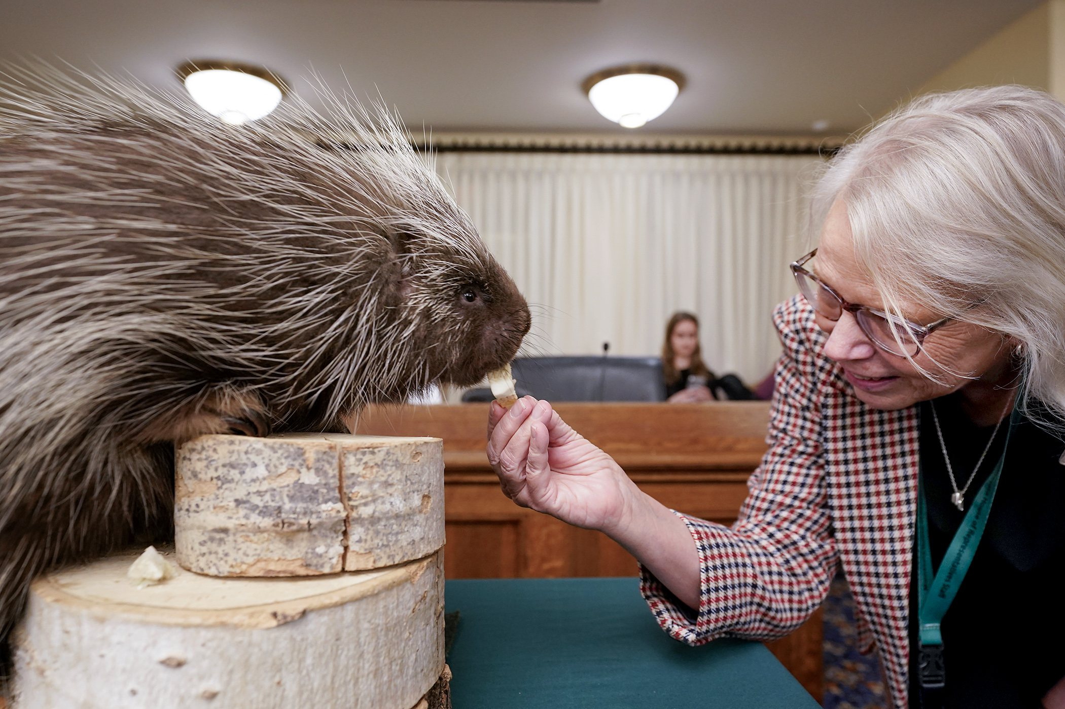Rep. Liz Reyer feeds Aspen, a North American porcupine and a Minnesota Zoo animal ambassador, before zoo officials present a $10 million bonding request March 5 to the House Capital Investment Committee. (Photo by Michele Jokinen)